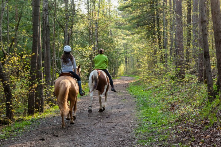 Two people horseback riding on a forest trail surrounded by tall trees.