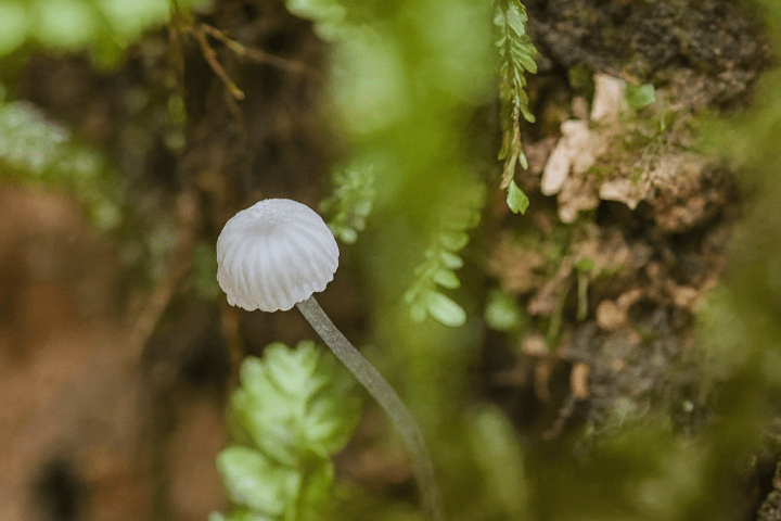 Small white mushroom growing among green ferns and mossy soil.