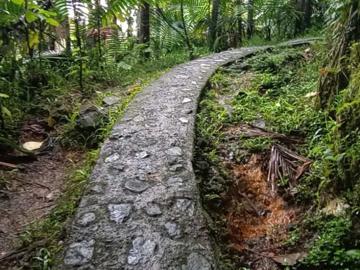 Stone pathway through lush green forest with sunlight filtering through leaves.