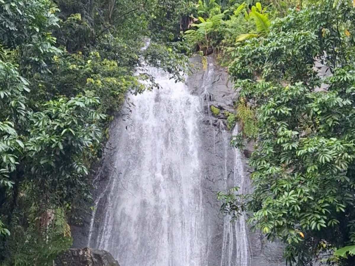 Waterfall cascading down a rock face surrounded by lush green trees and plants.