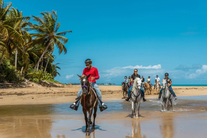 Group riding horses on a tropical beach with palm trees and blue sky.